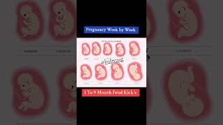 Pregnancy week by week [upl. by Elad]