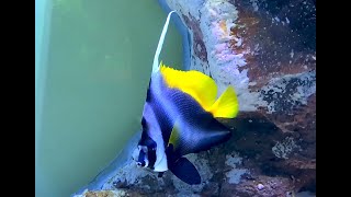 シマハタタテダイ Singular bannerfish Heniochus singularius [upl. by Muscolo]