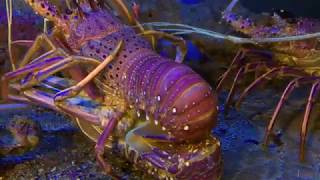 Western Rock Lobsters mating [upl. by Serdna]