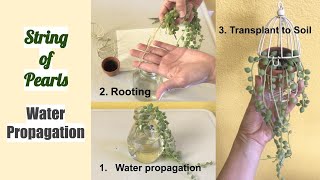 String of Pearls Water Propagation Senecio Rowleyanus [upl. by Dorette159]