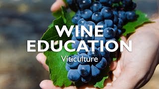 WINE EDUCATION  Viticulture [upl. by Sutit32]