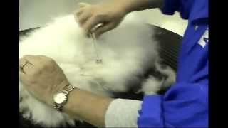 Safe Mat Removal for Long Haired Cats with Melissa Verplank [upl. by Masuh]