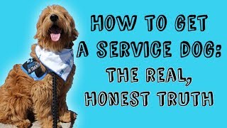 HOW TO GET A SERVICE DOG  The Real Honest Truth [upl. by Sewel]