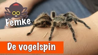 De vogelspin krulhaar🕷  DierenpraatTV [upl. by Furlong]