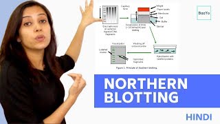 Northern Blotting  Basic Procedure  In Hindi [upl. by Ibor462]