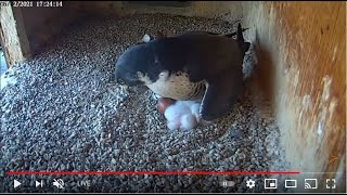 Peregrine Networks Live Peregrine Falcon Feed1 Manchester NH USA [upl. by Assena]