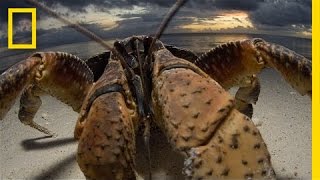 Crabzilla  Photographing a “Monster” Crab  Exposure [upl. by Lanita]