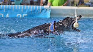 Dock Diving Whippet quotSpitfirequot Breaks The Versatility Record quotIron Dogquot in DockDogs [upl. by Mervin397]