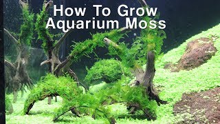 How To Attach Aquarium Moss Christmas amp Pellia Moss [upl. by Nekcarb]