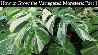 How to Grow the Variegated Monstera Part 1 [upl. by Yttisahc]