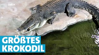 Größtes Krokodil Deutschlands in der Wilhelma [upl. by Onaicram]