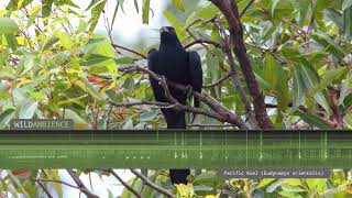 Pacific Koel Eastern Koel – Sounds and Calls [upl. by Delahk]