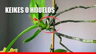 Cómo producir orquídeas a partir de su vara floral Hijuelos o keikis [upl. by Allecsirp]