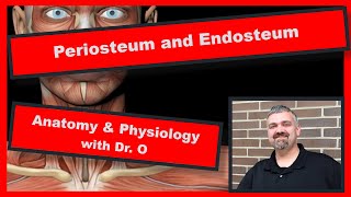 Periosteum and Endosteum Anatomy and Physiology [upl. by Niliak]