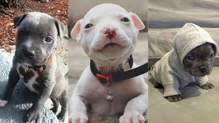 CUTEST and ADORABLE Pit Bull Puppies Compilation 1 [upl. by Dolan]