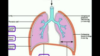 Anatomy  Body Cavities amp Serous Membranes [upl. by Alakim]