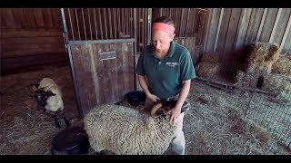 TRADITIONAL 18th Century Sheep Shearing [upl. by Aerdma]