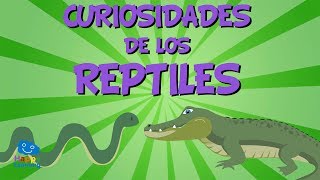 Curiosidades de los Reptiles  Videos Educativos para Niños [upl. by Gillespie]