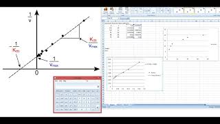 LineweaverBurk amp Michaelis Menten Plots [upl. by Elleinet198]