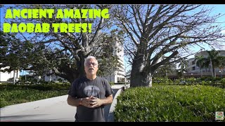 African Baobab trees growing in Hollywood Florida  Ancient Trees  Florida History [upl. by Bernita]