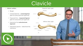 Clavicle Overview amp Parts – Anatomy  Lecturio [upl. by Button]