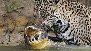 Leopard vs crocodile Jaguar kills Cayman [upl. by Trinia585]