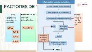 Ureaplasma Infection what you need to consider [upl. by Kcirederf]