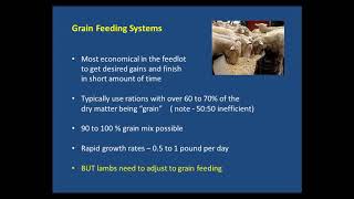 Getting Lambs on Feed [upl. by Hadwin]