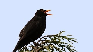 Song and calls of the Blackbird [upl. by Feucht]