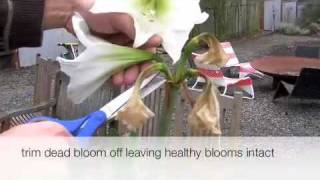 How to trim an amaryllis plant [upl. by Aerdua]