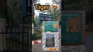 Tiger in RourkelaIG Park NewsLeopard in IG park RourkelaTravelexperiencechasingmap [upl. by Syah244]