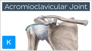 Acromioclavicular Joint  Location amp Function  Human Anatomy  Kenhub [upl. by Ikairik176]