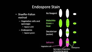 Endospore Stain [upl. by Atinas]