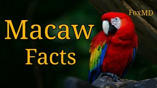 Macaw Facts  Things To Know About Macaw Parrots [upl. by Acemahs]