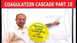 Coagulation Cascade  Part 1012 [upl. by Mani]