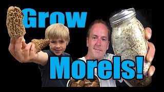 How to Grow Morel Mushrooms At HOME [upl. by Neehsar71]