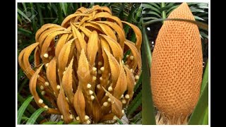 Cycas  Reproduction [upl. by Eramal]