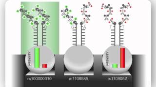 Illumina Infinium Assay An Overview [upl. by Yurt]