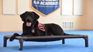 Frankie Labrador Retriever Psychiatric Service Dog Demonstration [upl. by Leuqar]