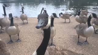 Feeding Canada geese [upl. by Danuloff]