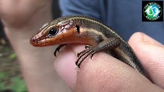 Catching a Speedy Fivelined Skink [upl. by Laeno312]