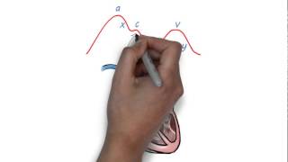 JVP waveform explained [upl. by Ennoirb]