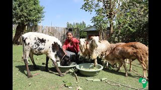 TAAT’s Deployment of Sheep Fattening Technologies Improves Livelihoods in Ethiopia [upl. by Britta139]