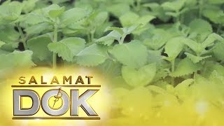 Salamat Dok Health benefits of Oregano [upl. by Arebma]