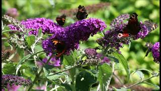 Buddleia davidii [upl. by Kcub]