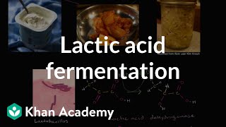 Lactic acid fermentation  Cellular respiration  Biology  Khan Academy [upl. by Lohse]