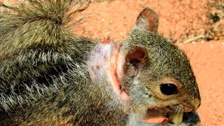 Squirrel Bot Fly Larvae Parasite Development [upl. by Ahcirt]