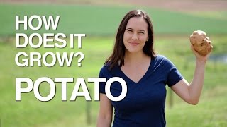 POTATO  How Does it Grow [upl. by Aicela]