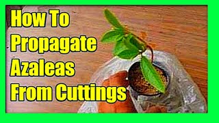 How To Grow Azaleas From Cuttings Azalea Propagation From Cuttings [upl. by Landa]