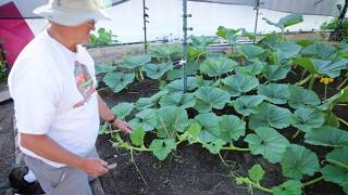 How to Prune Vines on a Giant Pumpkin [upl. by Killam]